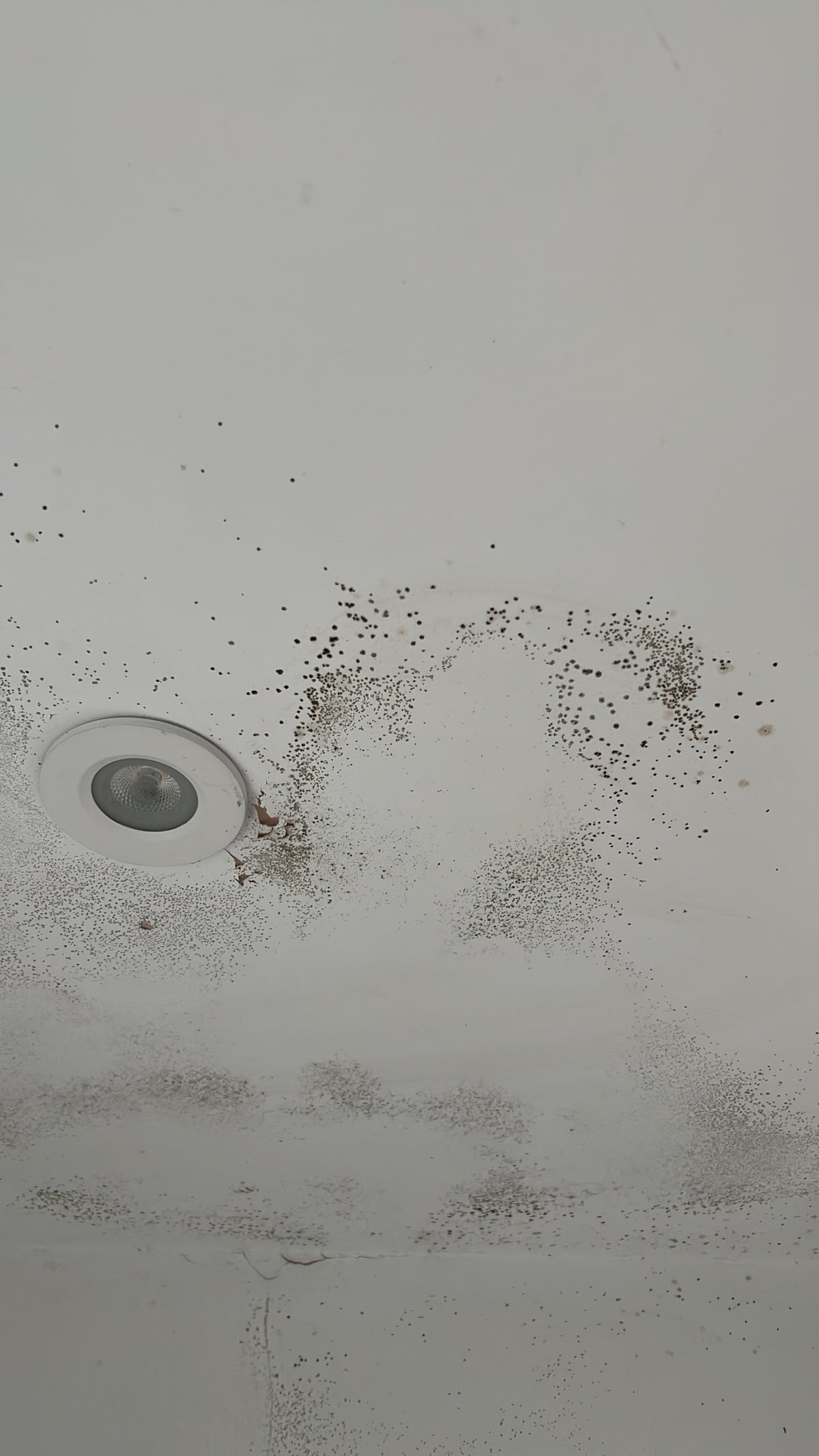 Our mouldy, damp house — This Modern Life